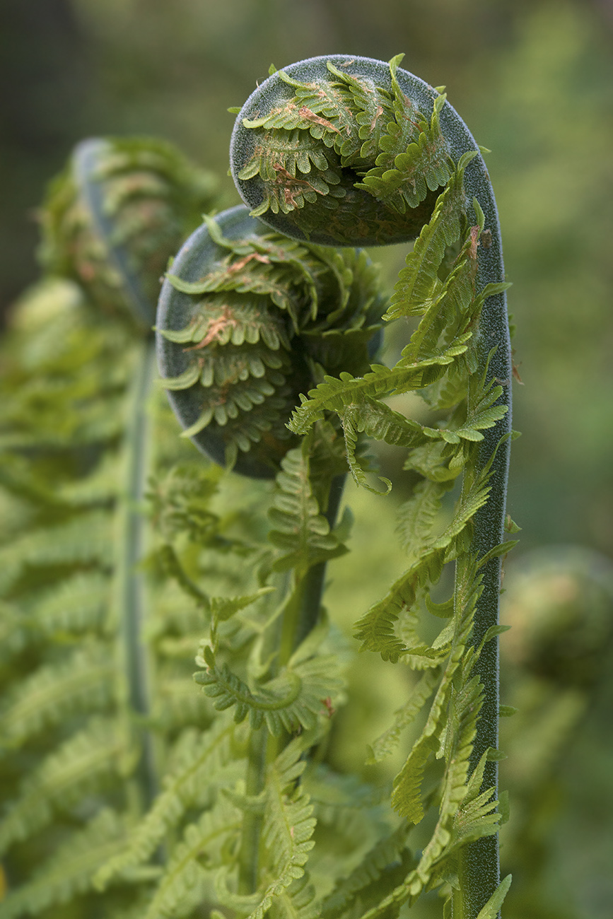 Image of Matteuccia struthiopteris specimen.