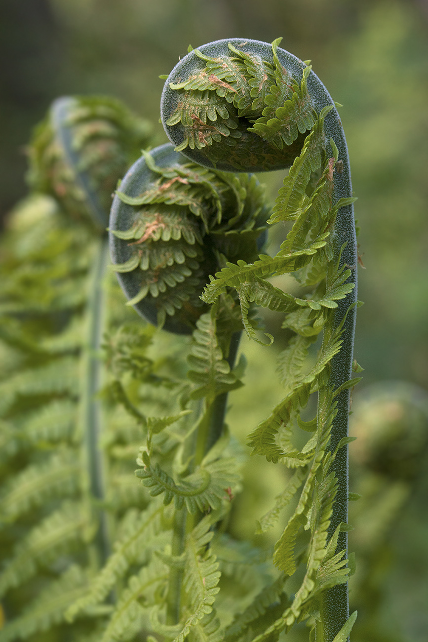 Изображение особи Matteuccia struthiopteris.