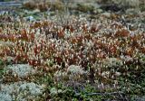 genus Polytrichum. Спороносящие растения. Карелия, Ладожское озеро, остров Валаам, опушка хвойного леса. 20.06.2012.