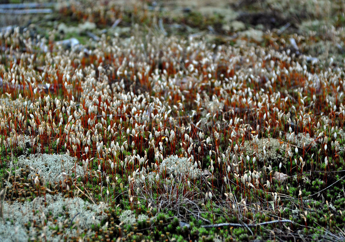 Image of genus Polytrichum specimen.