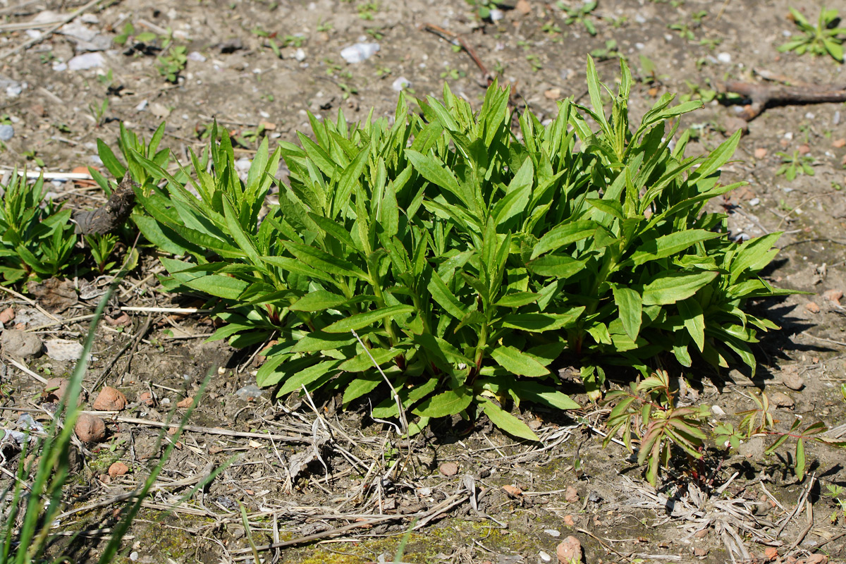 Image of Helenium autumnale specimen.