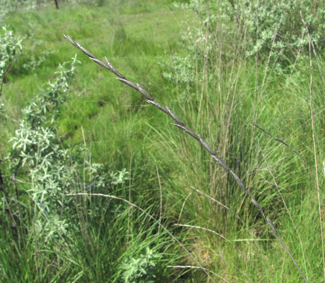 Image of Elytrigia obtusiflora specimen.