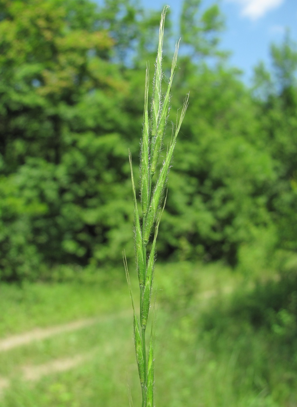 Изображение особи Brachypodium sylvaticum.