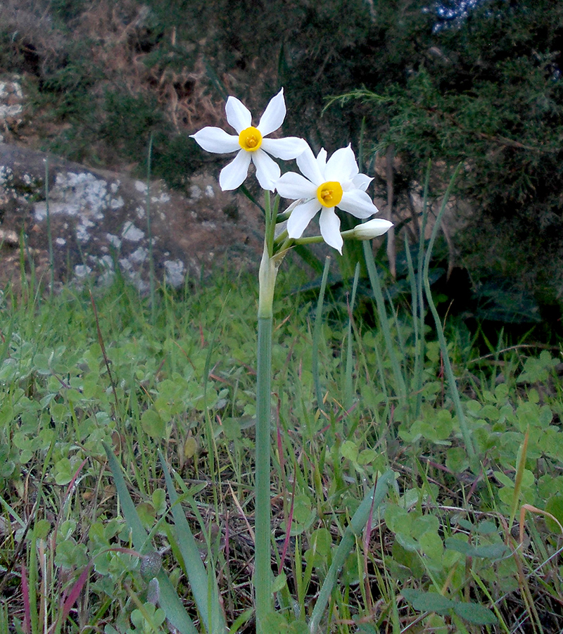 Изображение особи Narcissus tazetta.