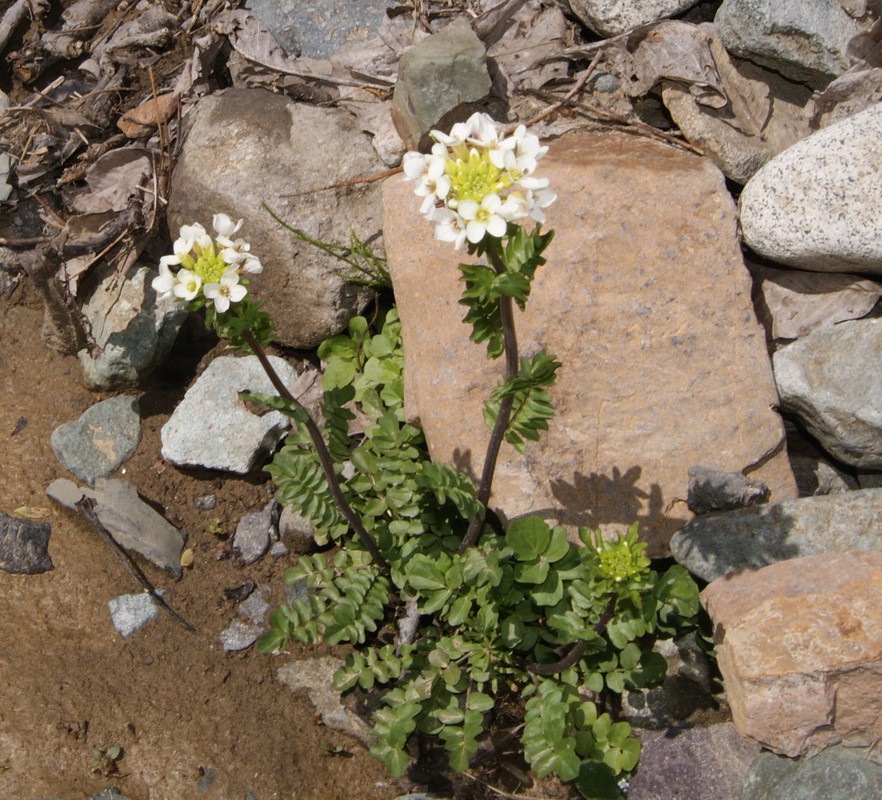 Изображение особи Cardamine uliginosa.