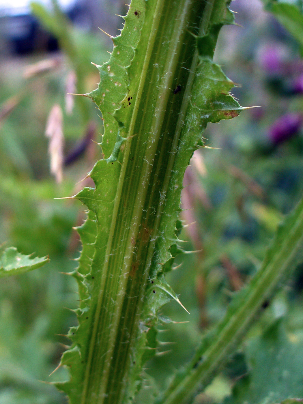 Image of Carduus crispus specimen.