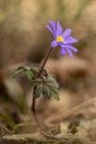 Anemone banketovii