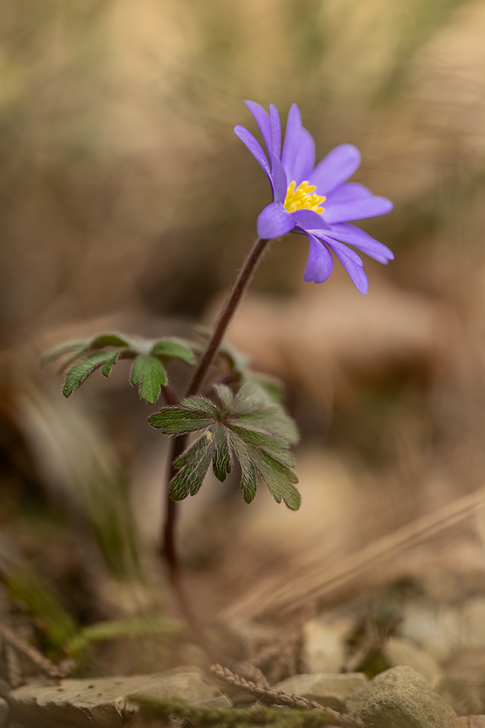 Изображение особи Anemone banketovii.