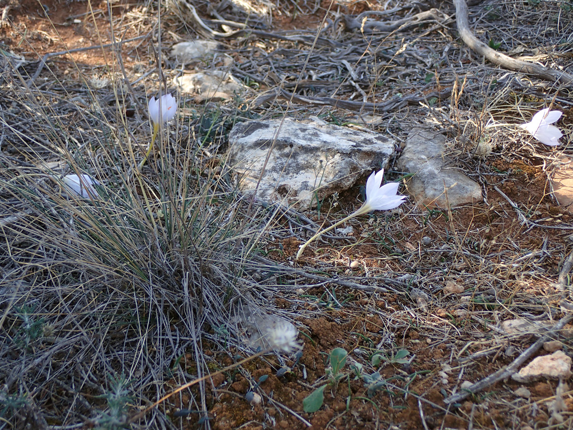 Изображение особи Crocus laevigatus.