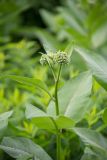 Asclepias syriaca