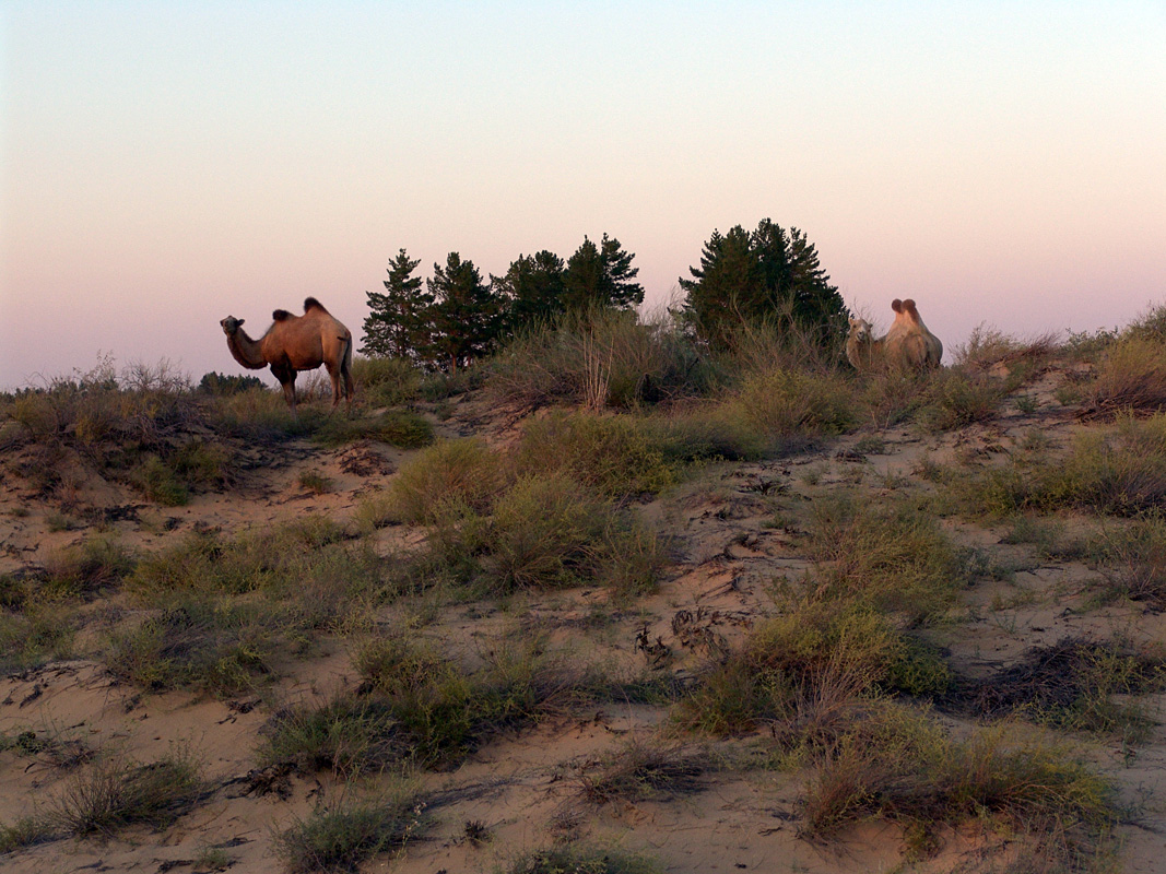 Image of Pinus sylvestris specimen.