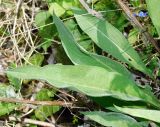 Centaurea subspecies substituta