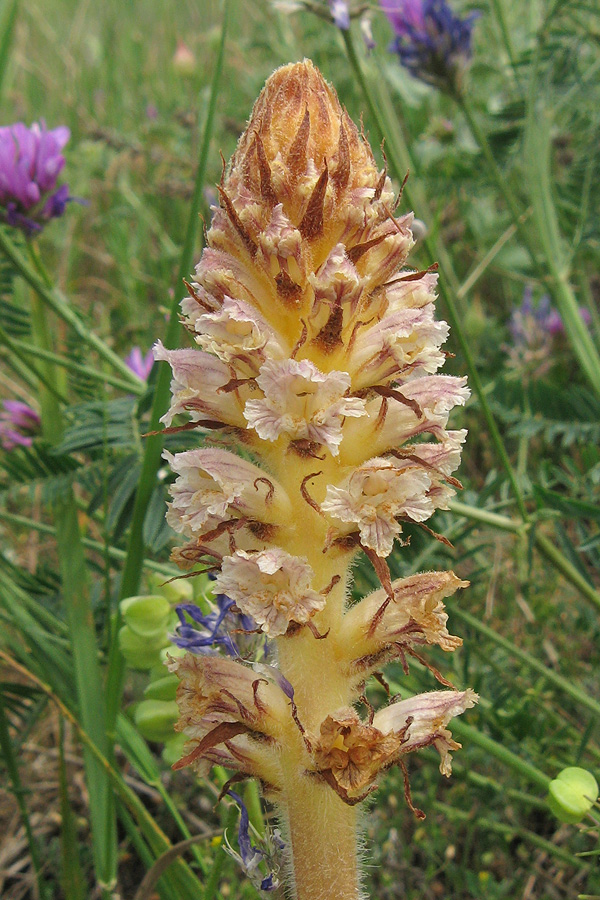 Image of Orobanche minor specimen.