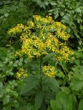 Senecio ovatus