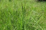 Carex nigra