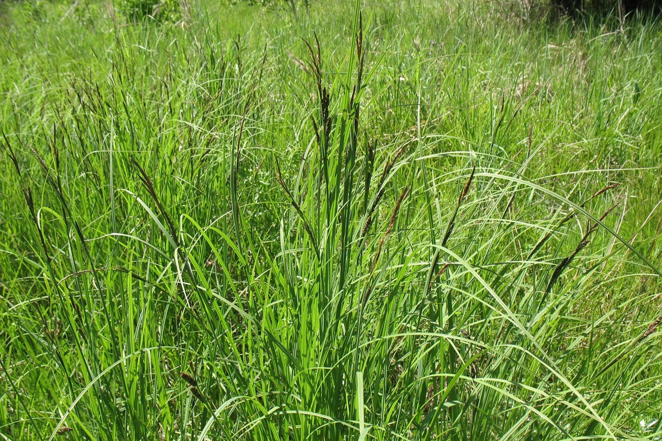 Image of Carex nigra specimen.