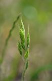 Bromus hordeaceus