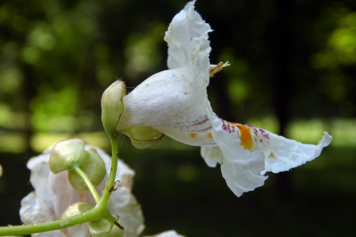 Image of Catalpa bignonioides specimen.