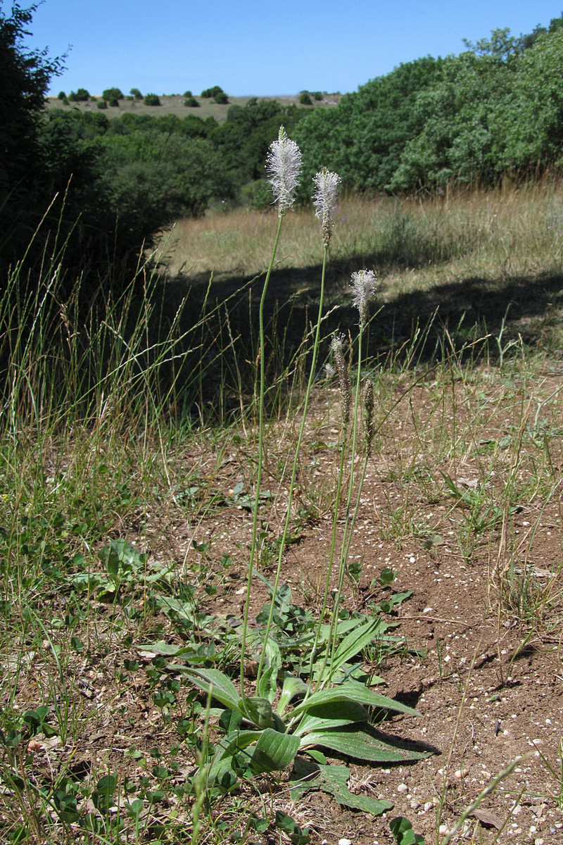 Изображение особи Plantago media.
