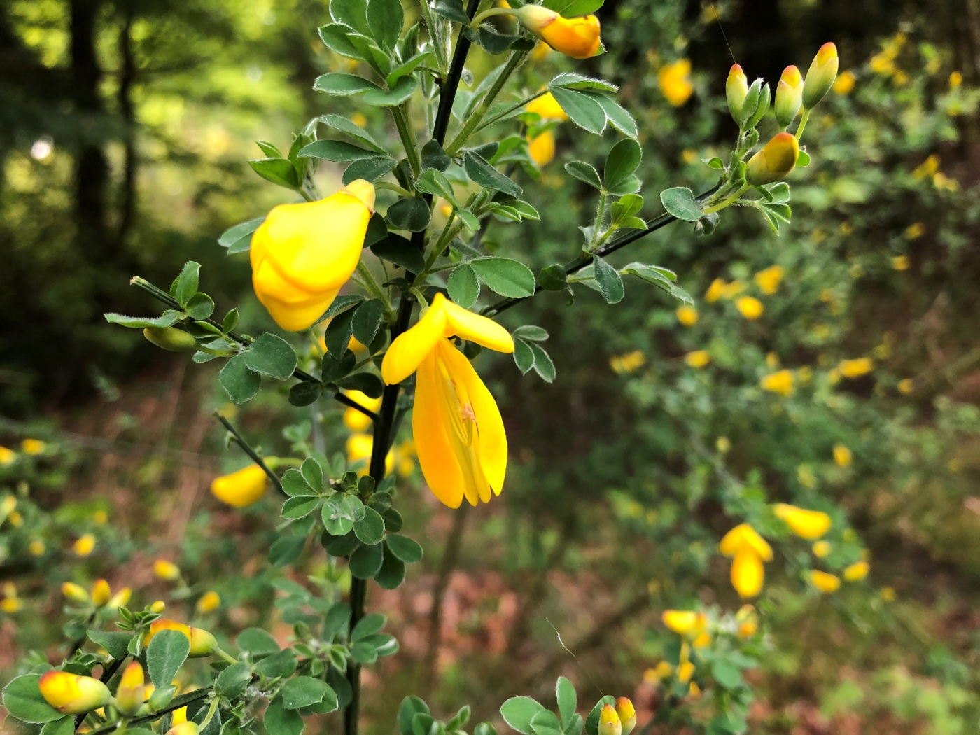 Изображение особи Sarothamnus scoparius.