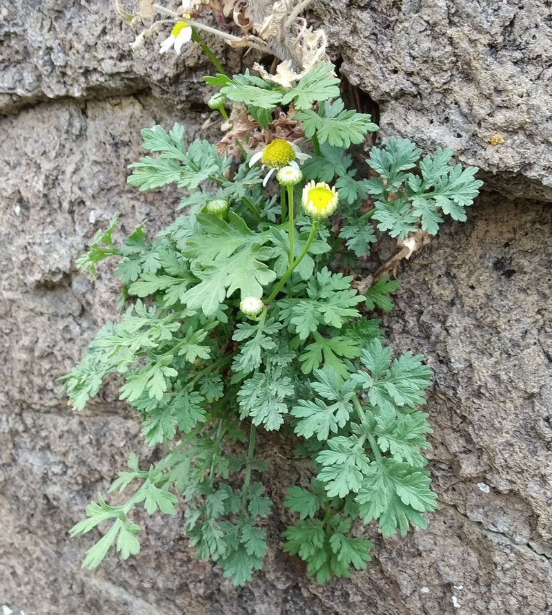 Image of genus Pyrethrum specimen.