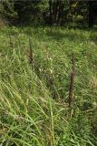 Veratrum nigrum