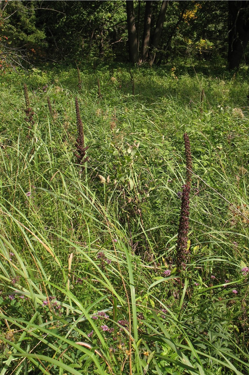 Изображение особи Veratrum nigrum.