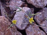 Scariola viminea