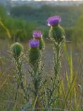 Cirsium vulgare