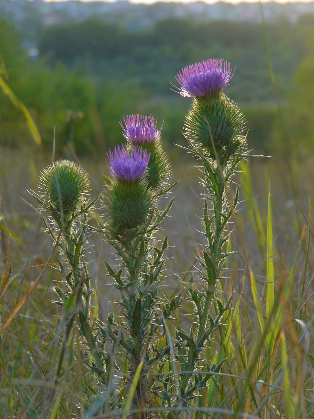 Image of Cirsium vulgare specimen.