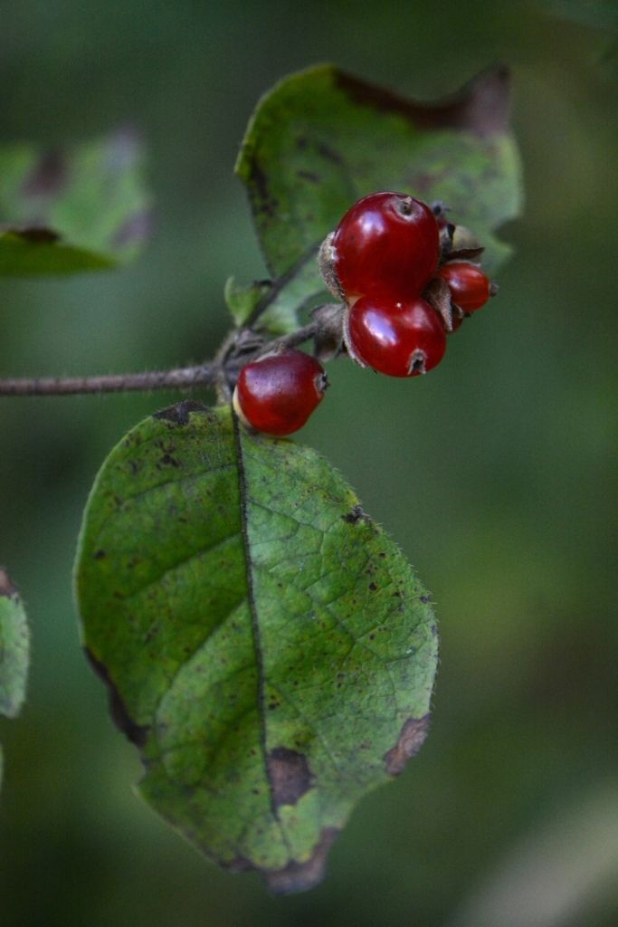 Изображение особи Lonicera ferdinandi.