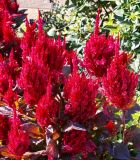 Celosia argentea