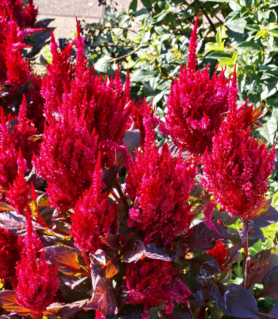 Image of Celosia argentea specimen.