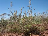 Astragalus turczaninowii