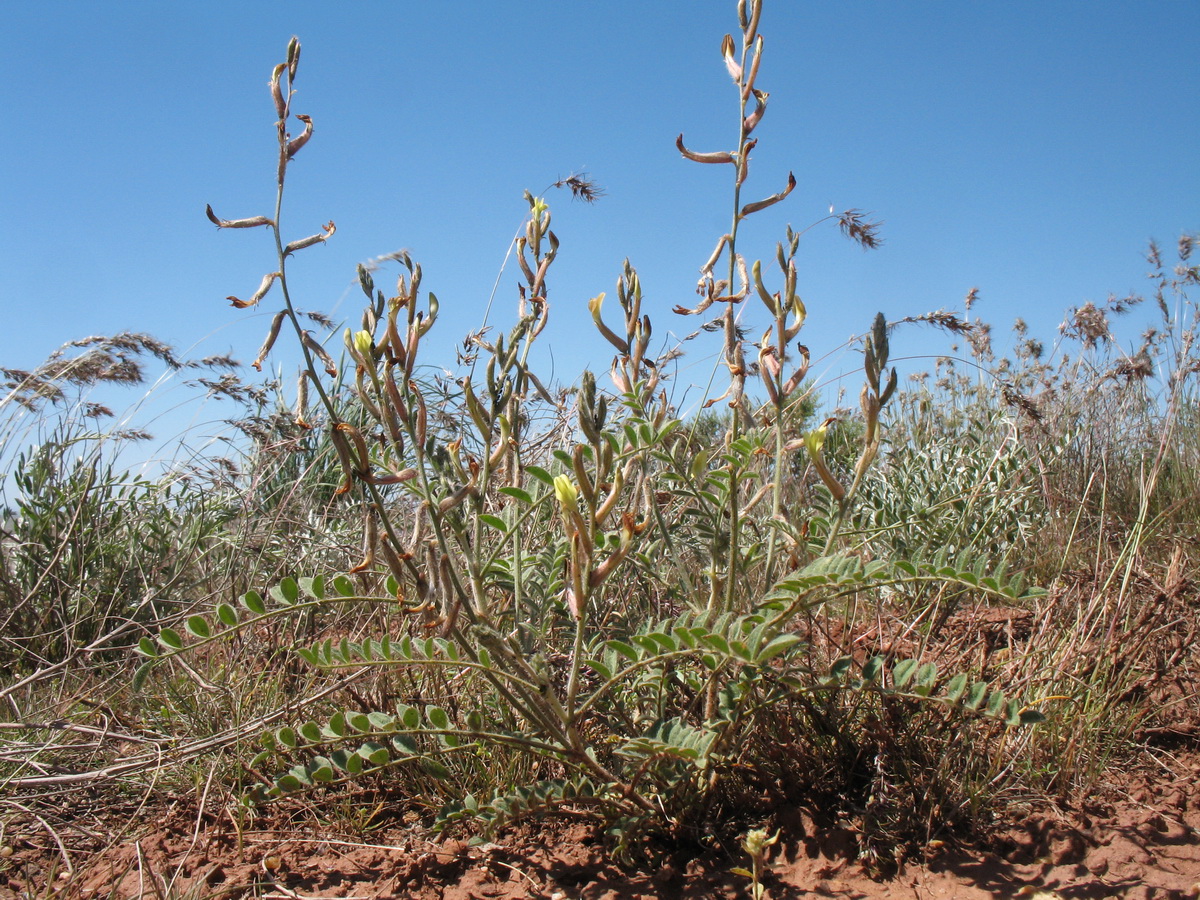 Изображение особи Astragalus turczaninowii.