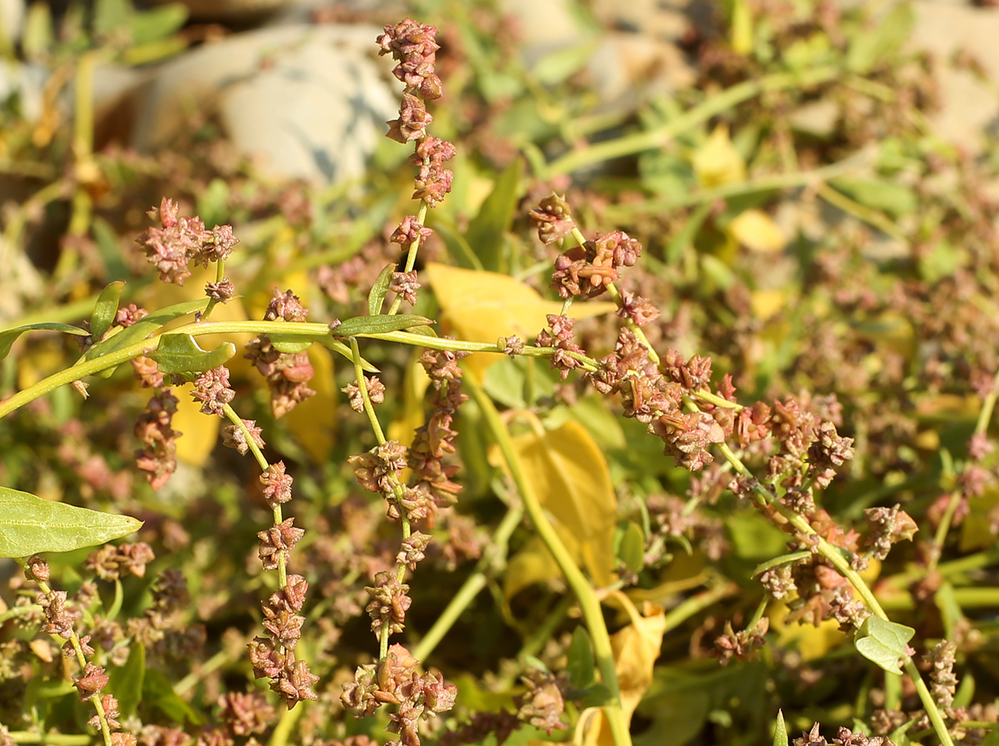 Image of Atriplex prostrata specimen.