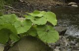 Petasites amplus