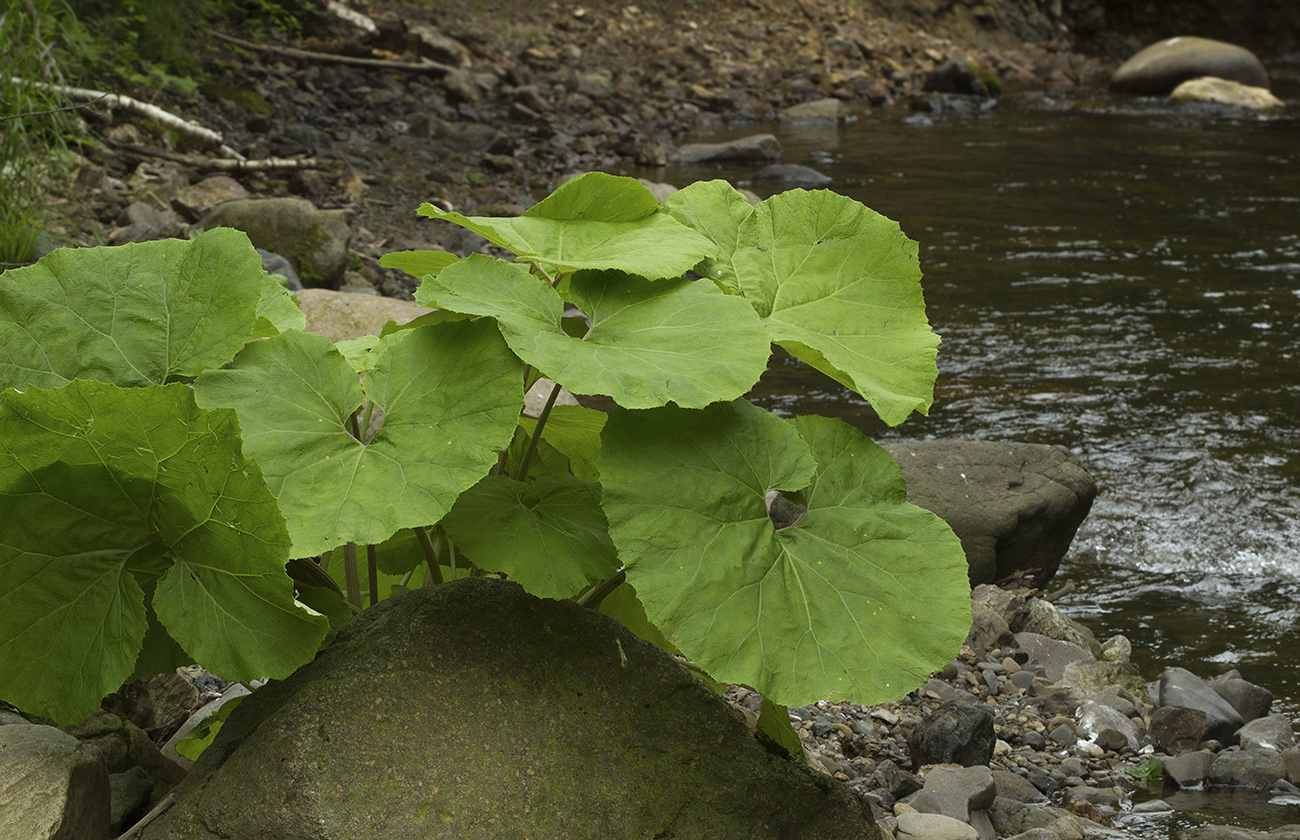 Image of Petasites amplus specimen.