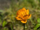 Trollius asiaticus. Цветок. Среднесибирское плоскогорье, плато Путорана, дол. р. Курейка, пойма реки. 27.06.2017.