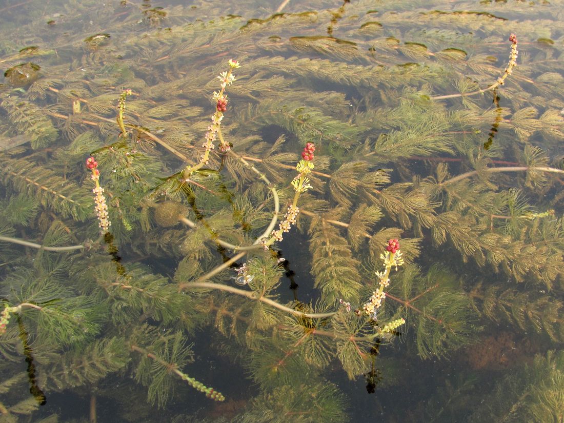 Изображение особи Myriophyllum sibiricum.