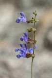 Salvia ringens