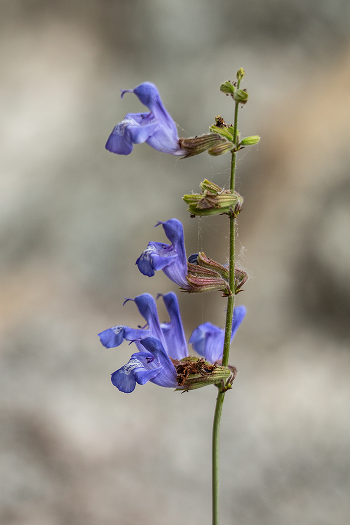 Image of Salvia ringens specimen.