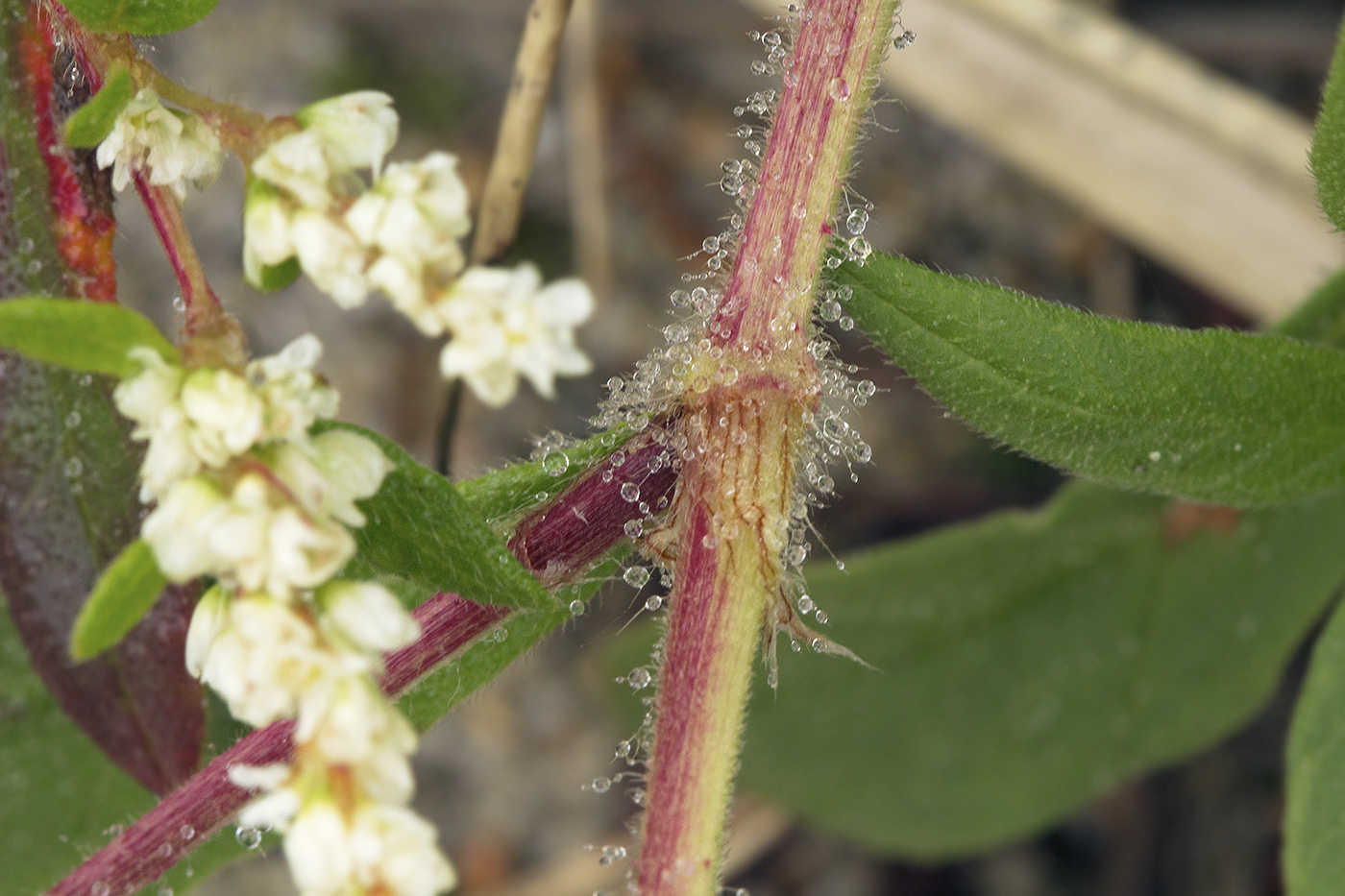 Изображение особи Aconogonon ajanense.