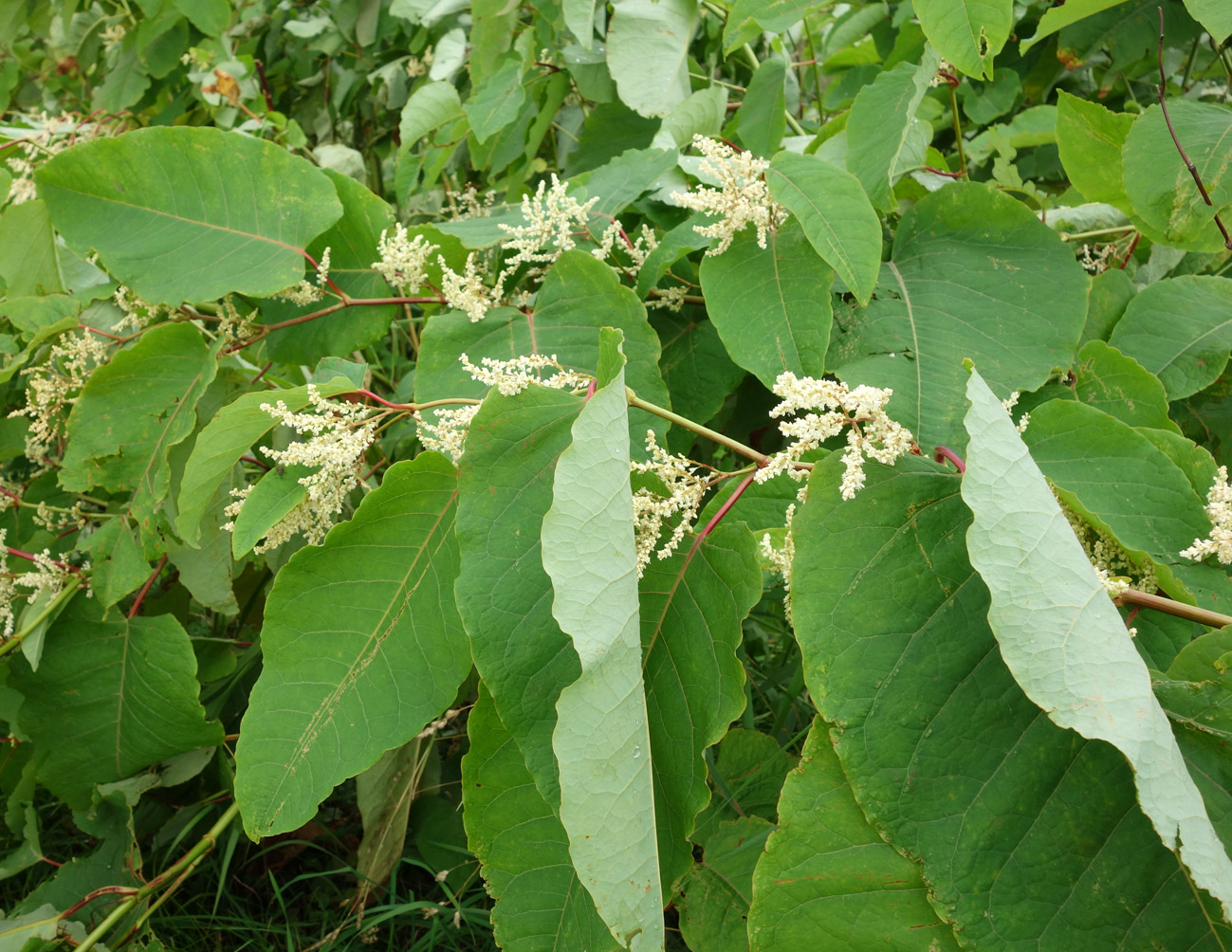 Изображение особи Reynoutria sachalinensis.