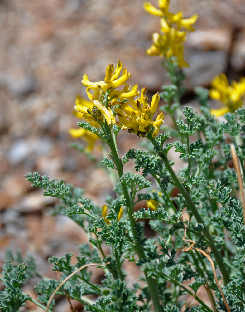 Image of Corydalis stricta specimen.