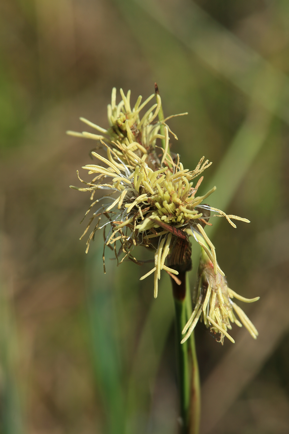 Изображение особи Eriophorum angustifolium.