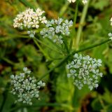 Oenanthe aquatica