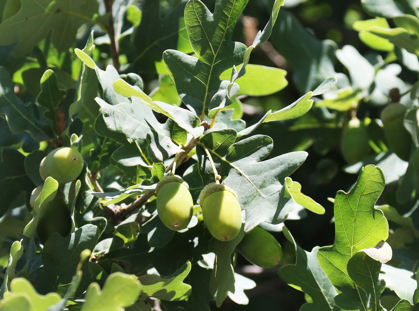 Изображение особи Quercus pubescens.