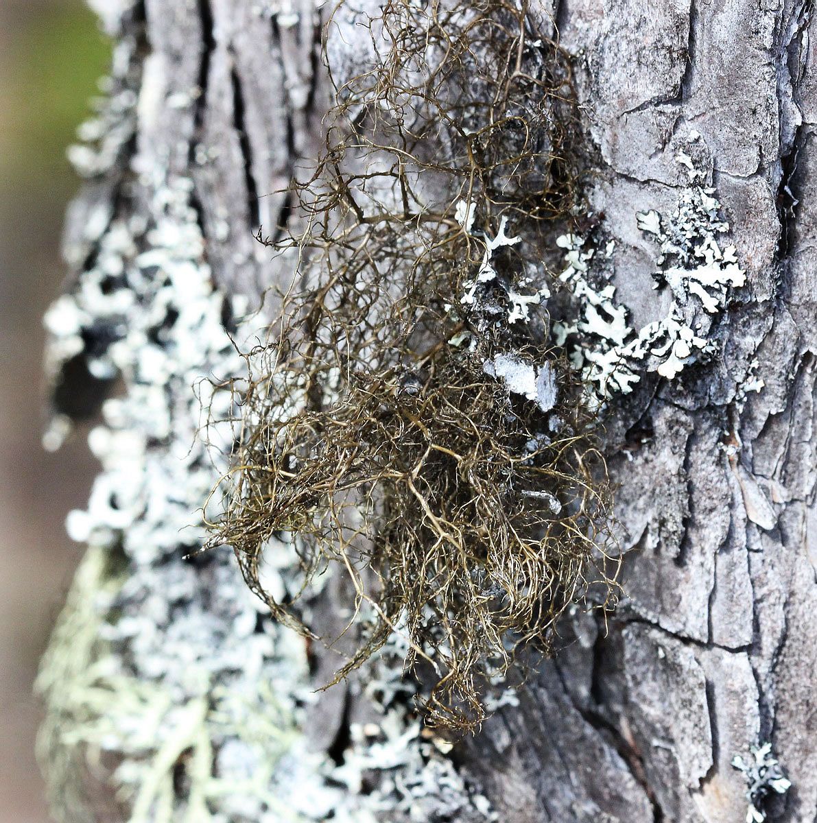 Image of genus Bryoria specimen.