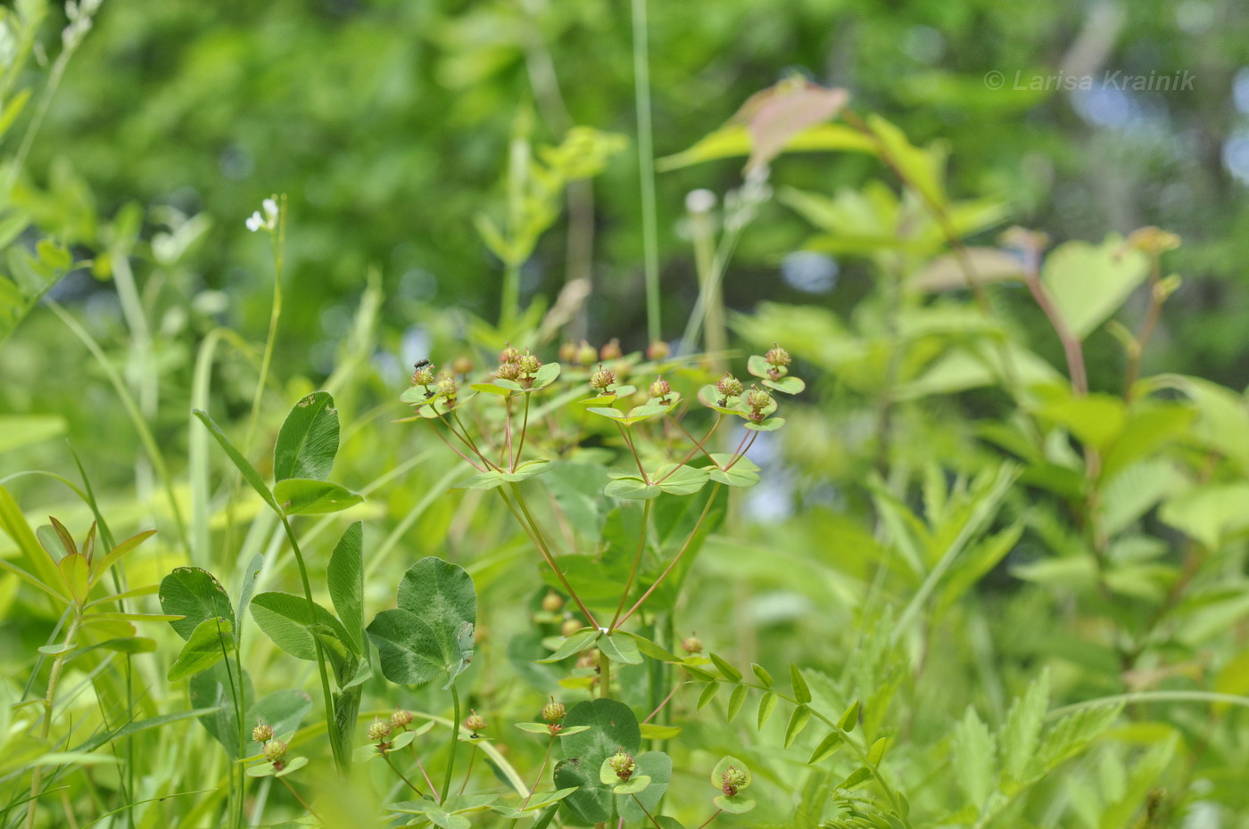 Изображение особи Euphorbia lucorum.